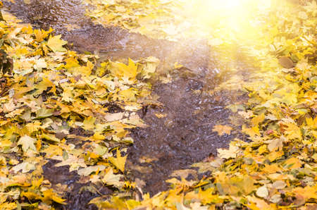 creek in the woods in autumn with yellow leaves treesの写真素材
