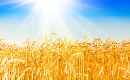 Golden wheat field with blue sky in backgroundの写真素材