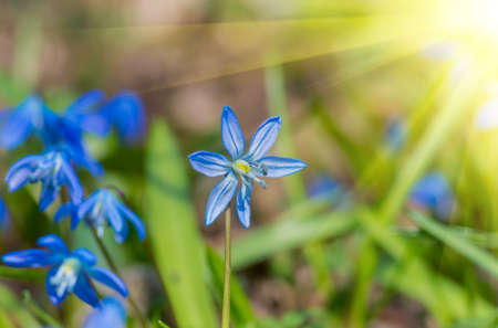 Blue snowdrop flowers in early spring in the forestの写真素材