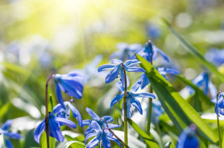 Blue snowdrop flowers in early spring in the forestの写真素材