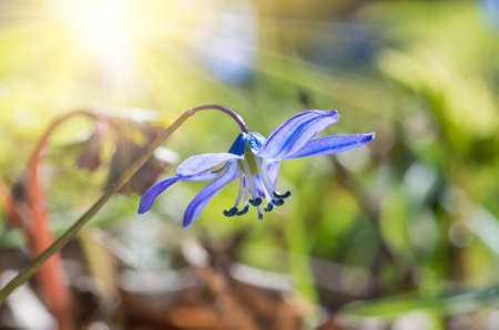 Blue snowdrop flowers in early spring in the forestの写真素材
