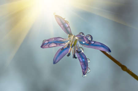 dew in early spring morning on the blue snowdrops in the forest, closeの写真素材