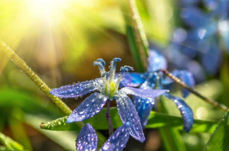 dew in early spring morning on the blue snowdrops in the forest, closeの写真素材
