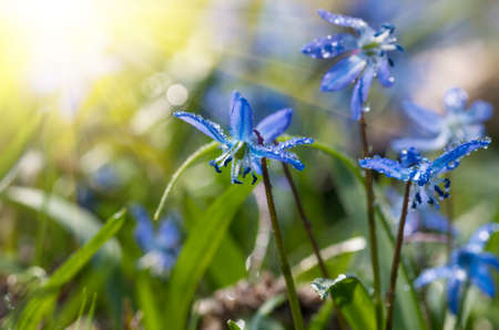 Blue snowdrop flowers in early spring in the forestの写真素材