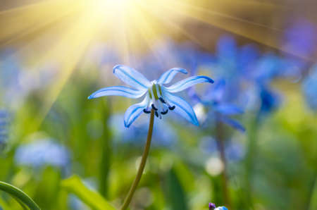 Blue snowdrop flowers in early spring in the forestの写真素材