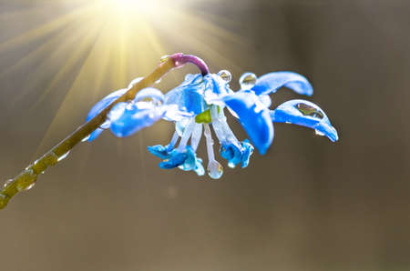 dew in early spring morning on the blue snowdrops in the forest, closeの写真素材