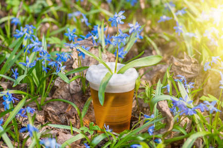 Glass of beer in the spring colors of blue snowdropsの写真素材
