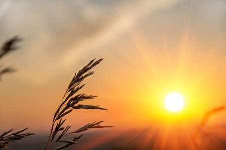 Beautiful sunrise early summer morning in good weatherの写真素材