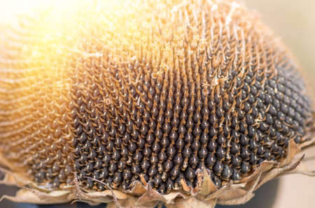 Black ripe sunflower seeds on a dry flower head closeの写真素材