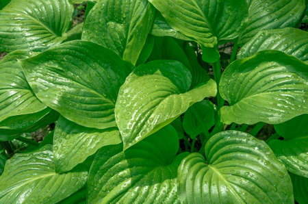 large green leaves growing in the jungle