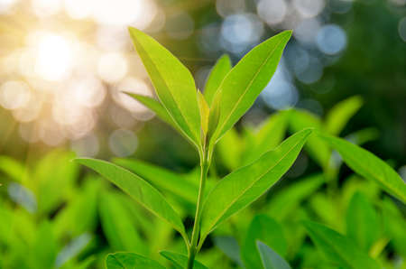 Growing shoots of young green organic teaの写真素材