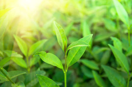 Growing shoots of young green organic teaの写真素材