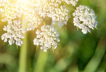 Achillea millefolium known commonly as yarrow. Wildflower