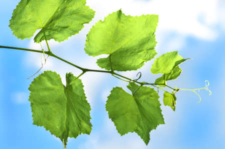 Young grape leaves against the blue skyの写真素材