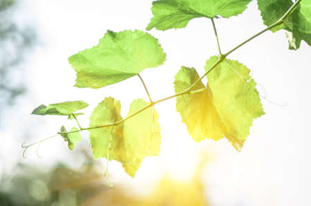 Young grape leaves against the backdrop of the setting sun in summerの写真素材