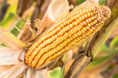 Ripe ear of corn on the stalk