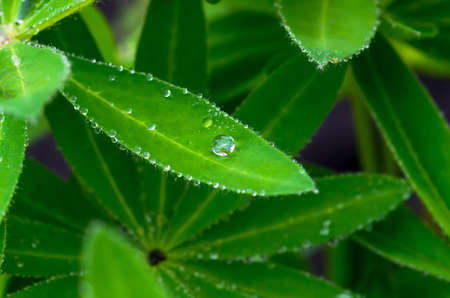 drops of dew on the leaves of a tropical forestの写真素材