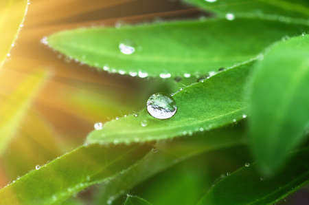 drops of dew on the leaves of a tropical forestの写真素材