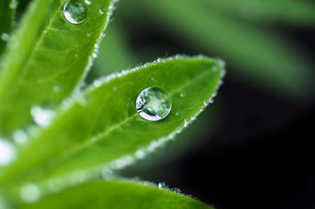 drops of dew on the leaves of a tropical forestの写真素材