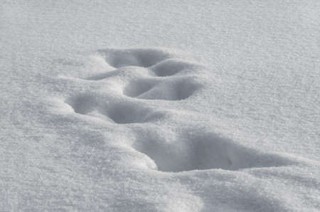 Traces of a little covered with deep snow in a fieldの写真素材