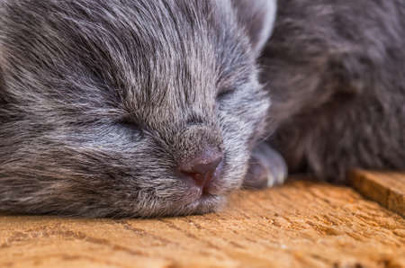 gray blind kitten on a wooden board backgroundの写真素材