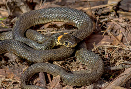 Grass snake living in the forest to meet on the trailの写真素材
