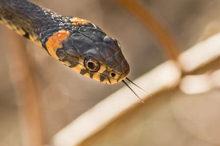 Grass snake living in the forest to meet on the trailの写真素材