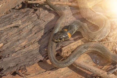 Grass snake living in the forest to meet on the trailの写真素材