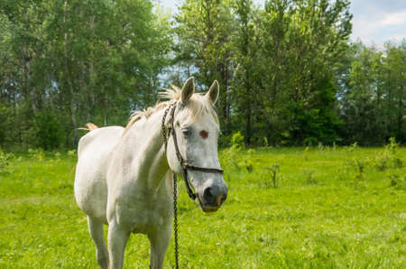 A horse grazing on a green meadowの写真素材