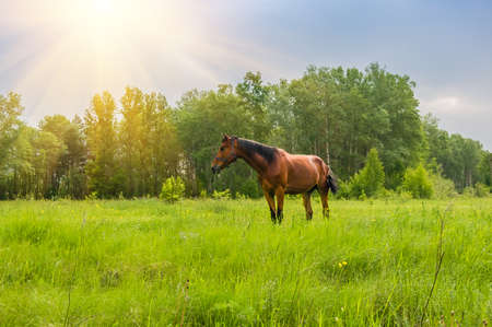 A horse grazing on a green meadowの写真素材