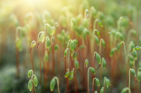 Green shoots of moss in the forestの写真素材