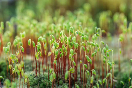 Green shoots of moss in the forestの写真素材