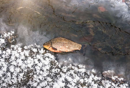 One fresh carp fish lying on cold ice