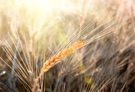ripe ear of wheat on the field in summer