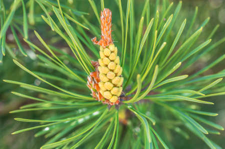 Flowering branch of pine in the spring close