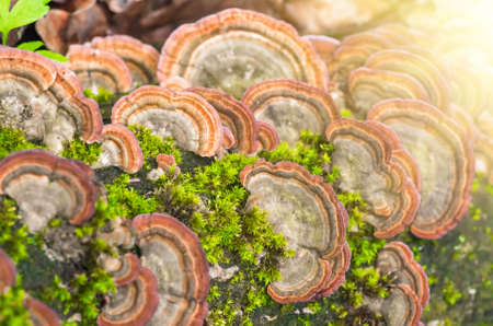 inedible mushrooms in the green forest in sunny weatherの写真素材