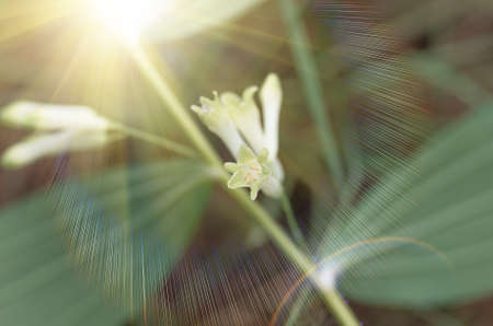 Forest beautiful flower in the sun backgroundの写真素材