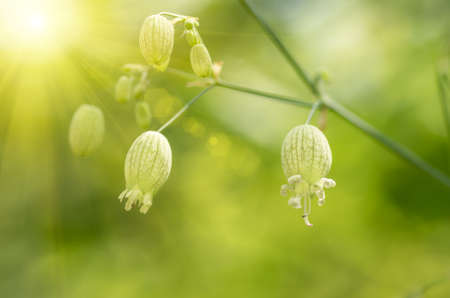 Forest beautiful flower in the sun backgroundの写真素材