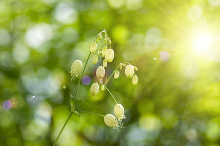 Forest beautiful flower in the sun backgroundの写真素材