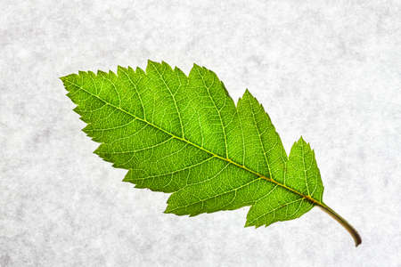 Green leaf on a gray background closeup