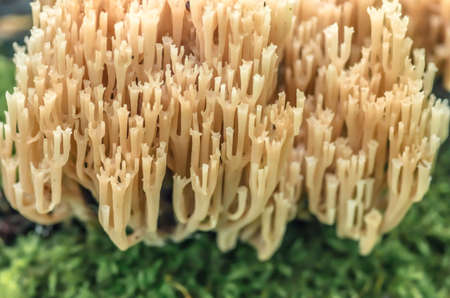 Inedible mushrooms and moss growing in the forestの写真素材