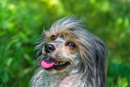 Long-haired dog in the green grass in the summerの写真素材