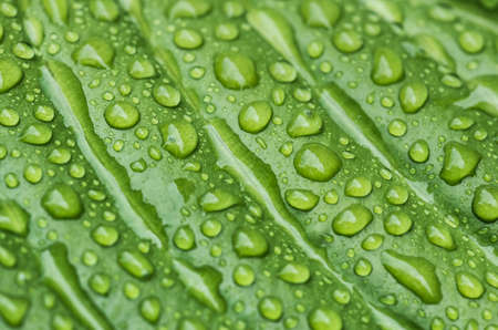 Beautiful green leaf texture with drops of waterの写真素材
