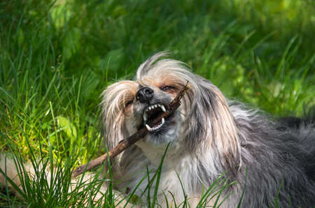 Long-haired dog in the green grass in the summerの写真素材