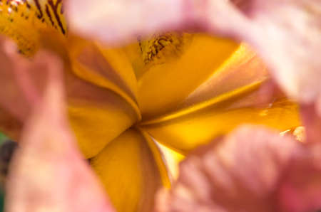Petal colorful iris flower close-up macro textureの写真素材