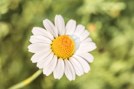 Beautiful flowers field chamomile as a backgroundの写真素材