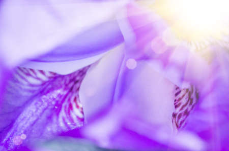 Petal violet iris flower close macro textureの写真素材