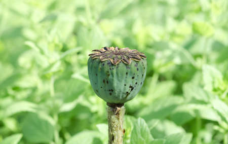 large green unripe poppy head close backgroundの写真素材