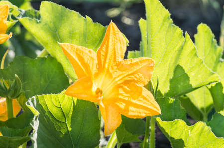 Flowering fruits of pumpkin in vegetable garden, close up, backgroundの写真素材