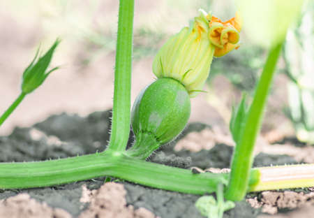 Flowering and ripe fruits of pumpkin in vegetable gardenの写真素材